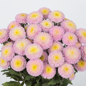 Bonita Shell Pink, Aster Seeds